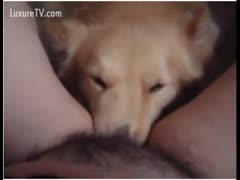 Older floozy with a hirsute cum-hole getting oral sex joy from an animal 
